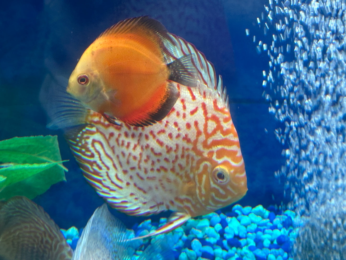 Albino Leopard Discus 5"+