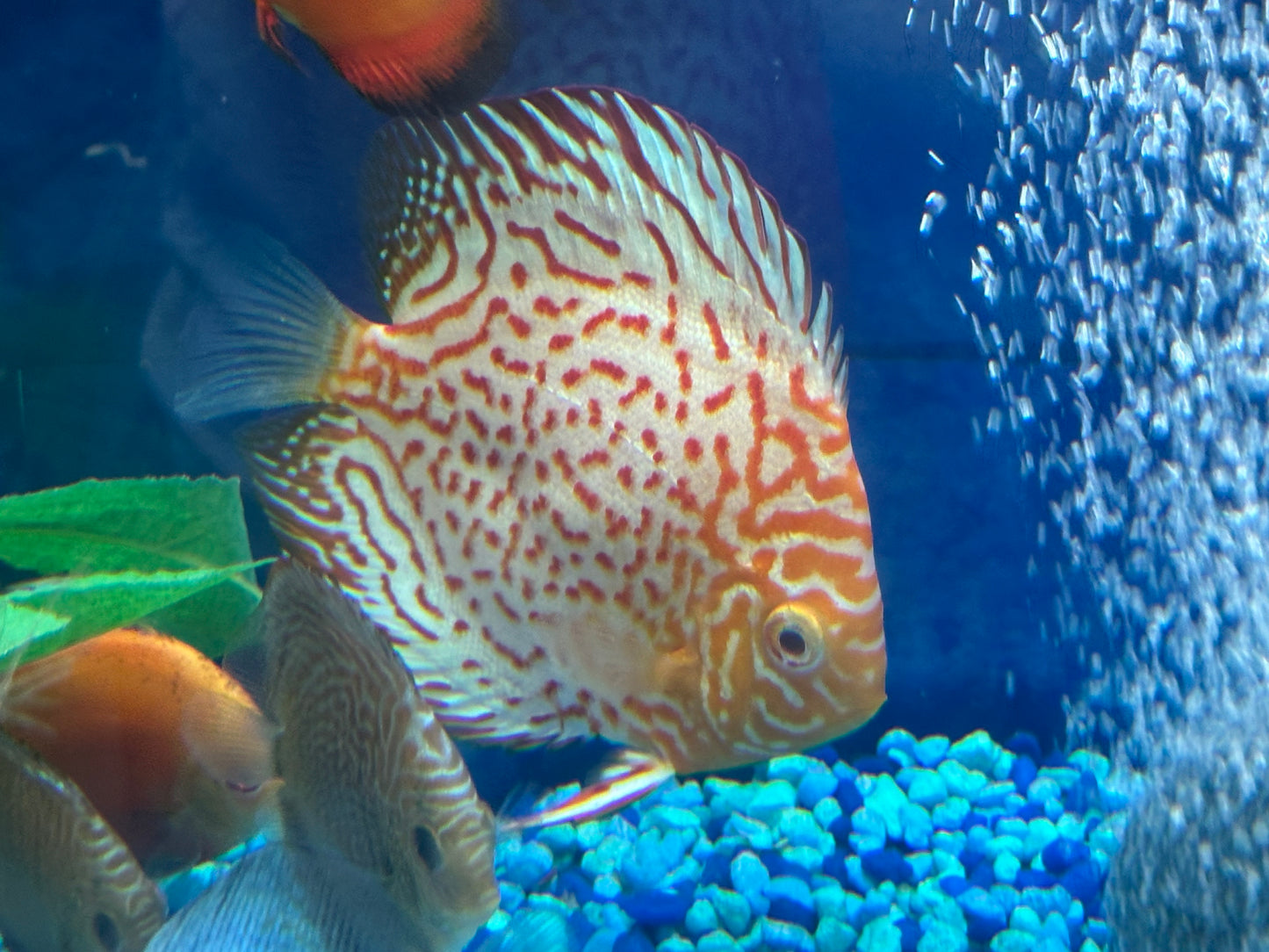 Albino Leopard Discus 5"+