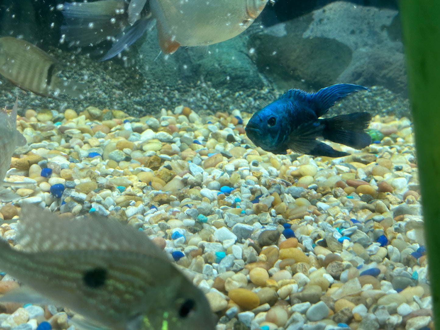 American Cichlid Electric Blue Jack Dempsey