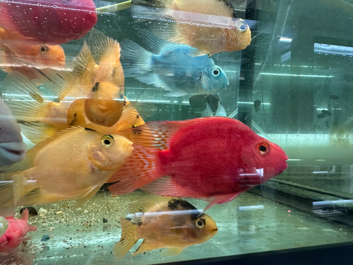 Purple King Kong Parrot Cichlid