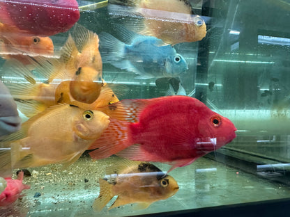 Purple King Kong Parrot Cichlid