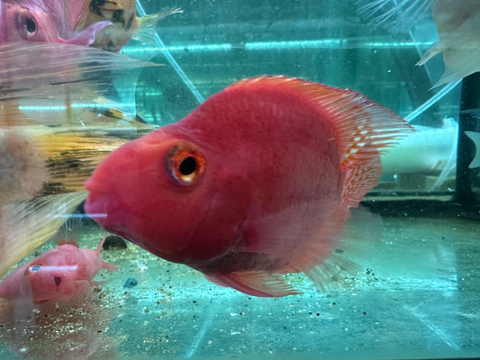 Purple King Kong Parrot Cichlid