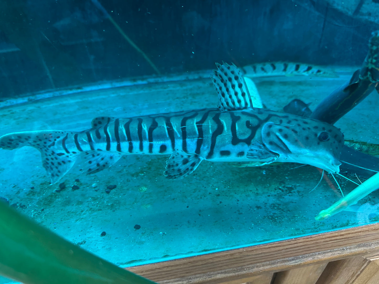 *RARE* Dolphin Head Tiger ShovelNose Catfish 14"-16"