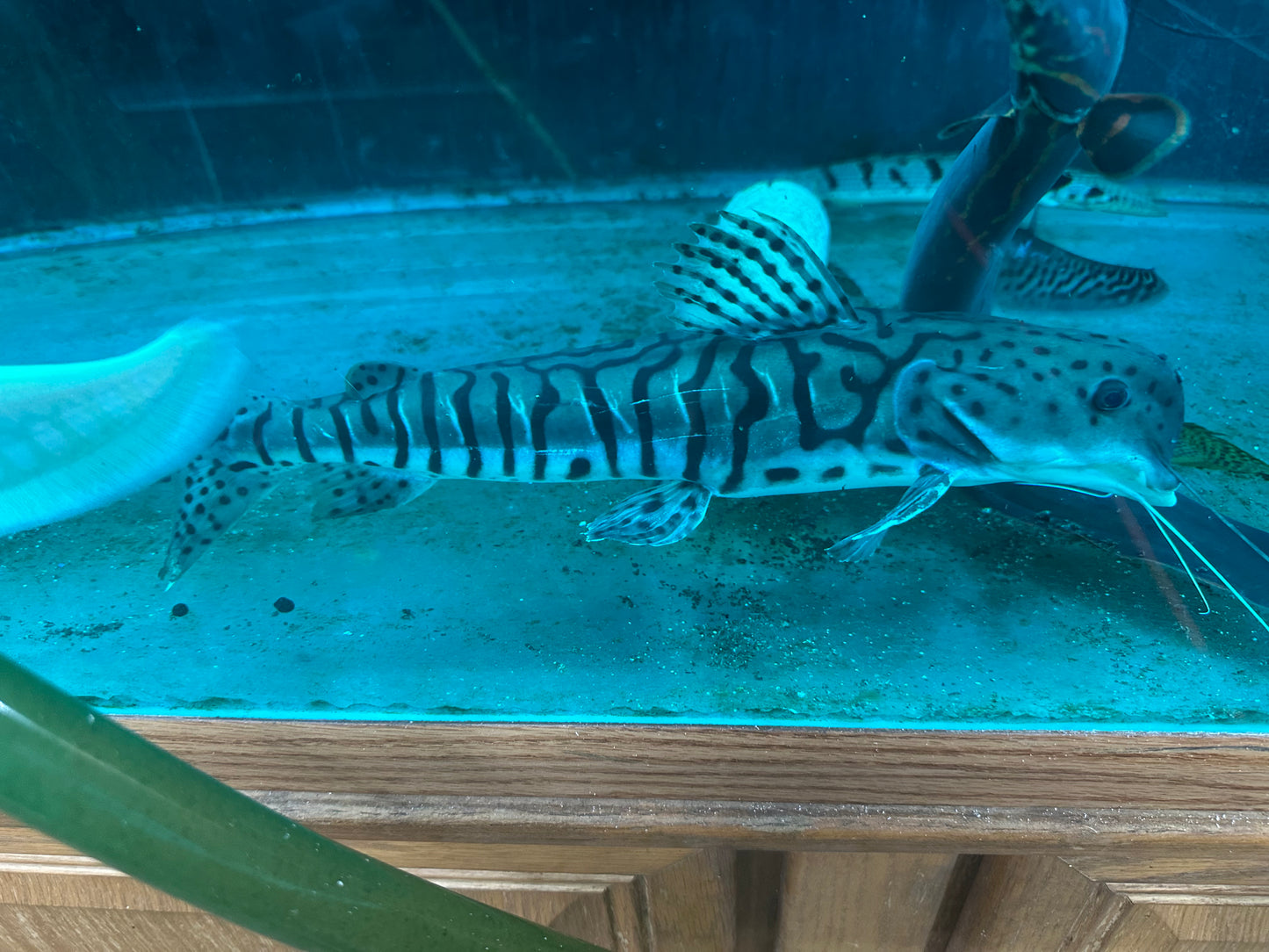 *RARE* Dolphin Head Tiger ShovelNose Catfish 14"-16"
