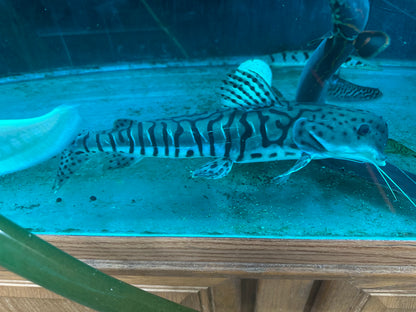 *RARE* Dolphin Head Tiger ShovelNose Catfish 14"-16"