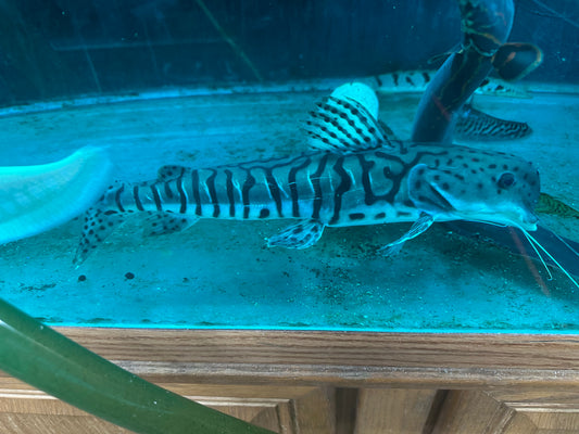 *RARE* Dolphin Head Tiger ShovelNose Catfish 14"-16"