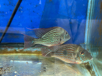 American Cichlid Geophagus Sveni