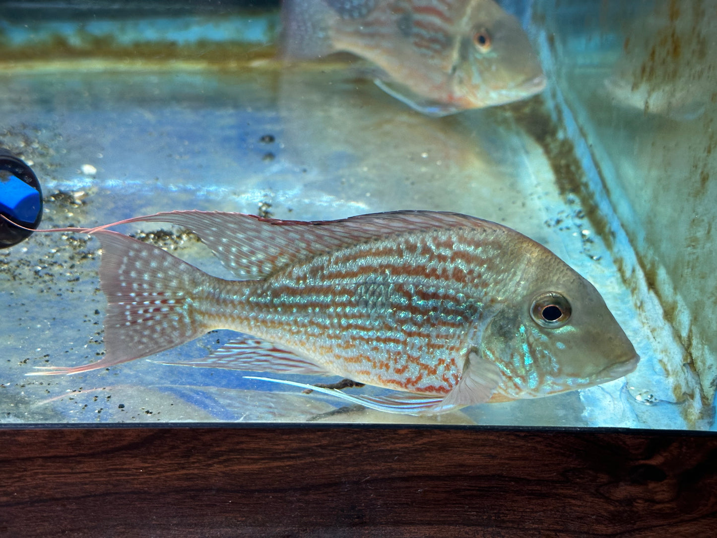 American Cichlid Geophagus Sveni