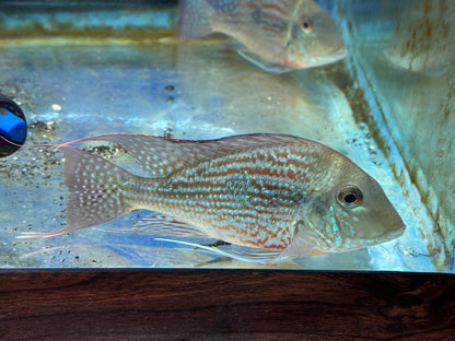 American Cichlid Geophagus Sveni