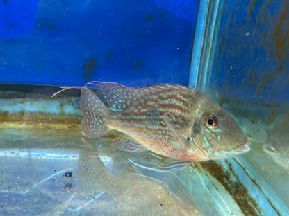 American Cichlid Geophagus Sveni