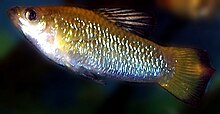 Limia perugiae 'Aquarium Strain'