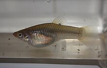 Limia perugiae 'Aquarium Strain'