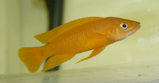 Neolamp Leleupi Cichlid (Neolamprologus leleupi) 1.5"+