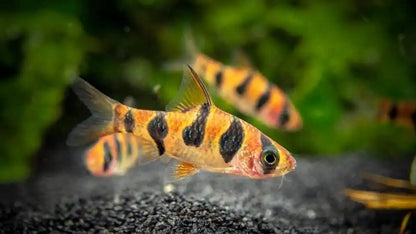 Snakeskin Barb x 6 (group of 6)