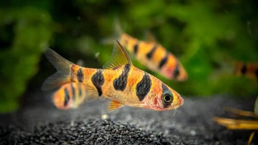 Snakeskin Barb x 6 (group of 6)