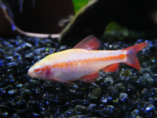 Albino Cherry Barb x 6 (group of 6)
