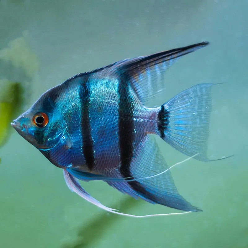Blue Snakeskin Angelfish