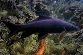 Black Shark