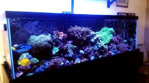 Lease Aquariums (FULL SETUP DELIVERED, INSTALLED, SERVICE and MAINTENANCE INCLUDED)
