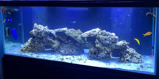 Lease Aquariums (FULL SETUP DELIVERED, INSTALLED, SERVICE and MAINTENANCE INCLUDED)