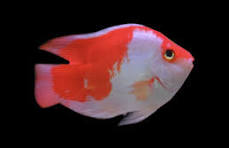 Red & White Santa Parrotfish