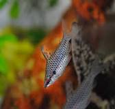 HEADSTANDER CHECKERED / SPOTTED Chilodus punctatus