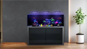 Lease Aquariums (FULL SETUP DELIVERED, INSTALLED, SERVICE and MAINTENANCE INCLUDED)