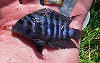 Blue Convict Cichlid