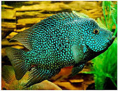 ESCONDIDO CARPINTIS (BLUE CARPINTIS)