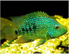 Texas Cichlid