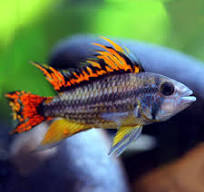 Apistogramma Cockatoo Dwarf