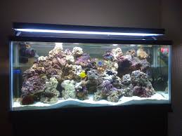 Lease Aquariums (FULL SETUP DELIVERED, INSTALLED, SERVICE and MAINTENANCE INCLUDED)