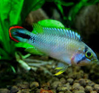 Pandurini Dwarf Cichlid (Pandurini Blue Sky)
