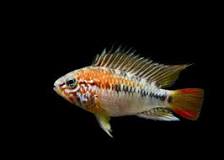 Apistogramma viejita