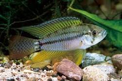 APISTOGRAMMOIDES PUCALLPAENSIS