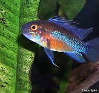 APISTOGRAMMA ATAHUALPA (APISTOGRAMA SUNSET)