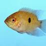 HYPSELECARA TEMPORALIS