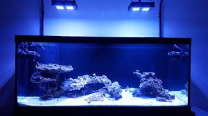 Lease Aquariums (FULL SETUP DELIVERED, INSTALLED, SERVICE and MAINTENANCE INCLUDED)