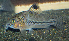 CORYDORAS LEOPARDUS C102 (CORY BLOCHI BLOCHI )