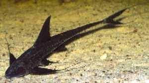 PTEROSTURIOSOMA MICROPS ANTENNA LORICARIA 6"+