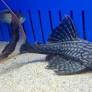 PAPA PLECO L090C
