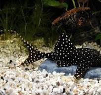 ADONIS PLECO L155