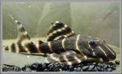 FLASH PLECO L 204 4”-5”