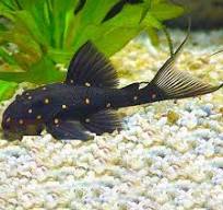 MUSTARD SPOT PLECO LDA031 5”
