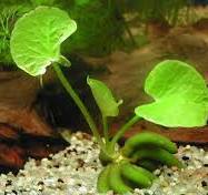 Assorted Aquarium Plants Bunch