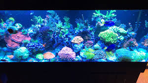 Lease Aquariums (FULL SETUP DELIVERED, INSTALLED, SERVICE and MAINTENANCE INCLUDED)