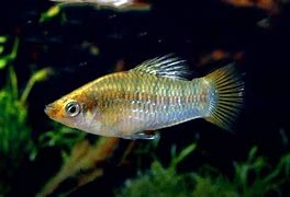 Limia perugiae 'Aquarium Strain'