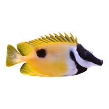 One Spot Foxface (Siganus unimaculatus)