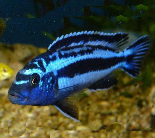 African Cichlid Electric Blue Johanni