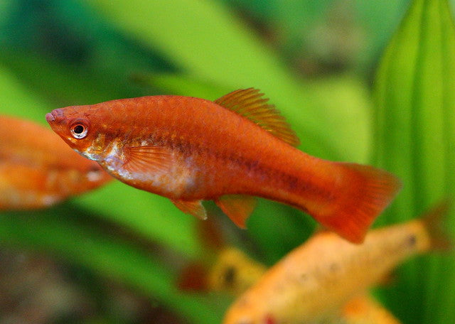 RED SWORDTAIL  Pair
